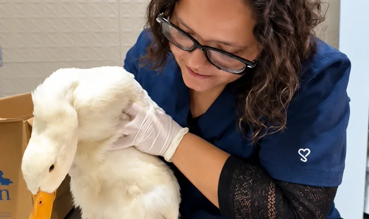Veterinária da CAV examinando um pato