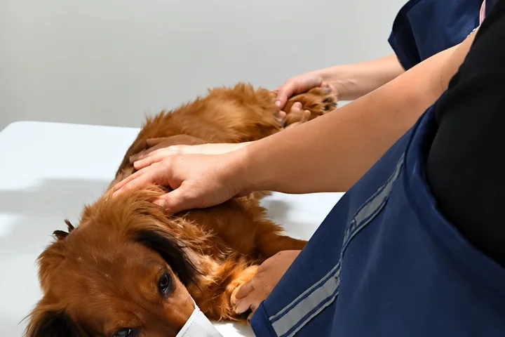 Cão posicionado para exame de raio-x na CAV